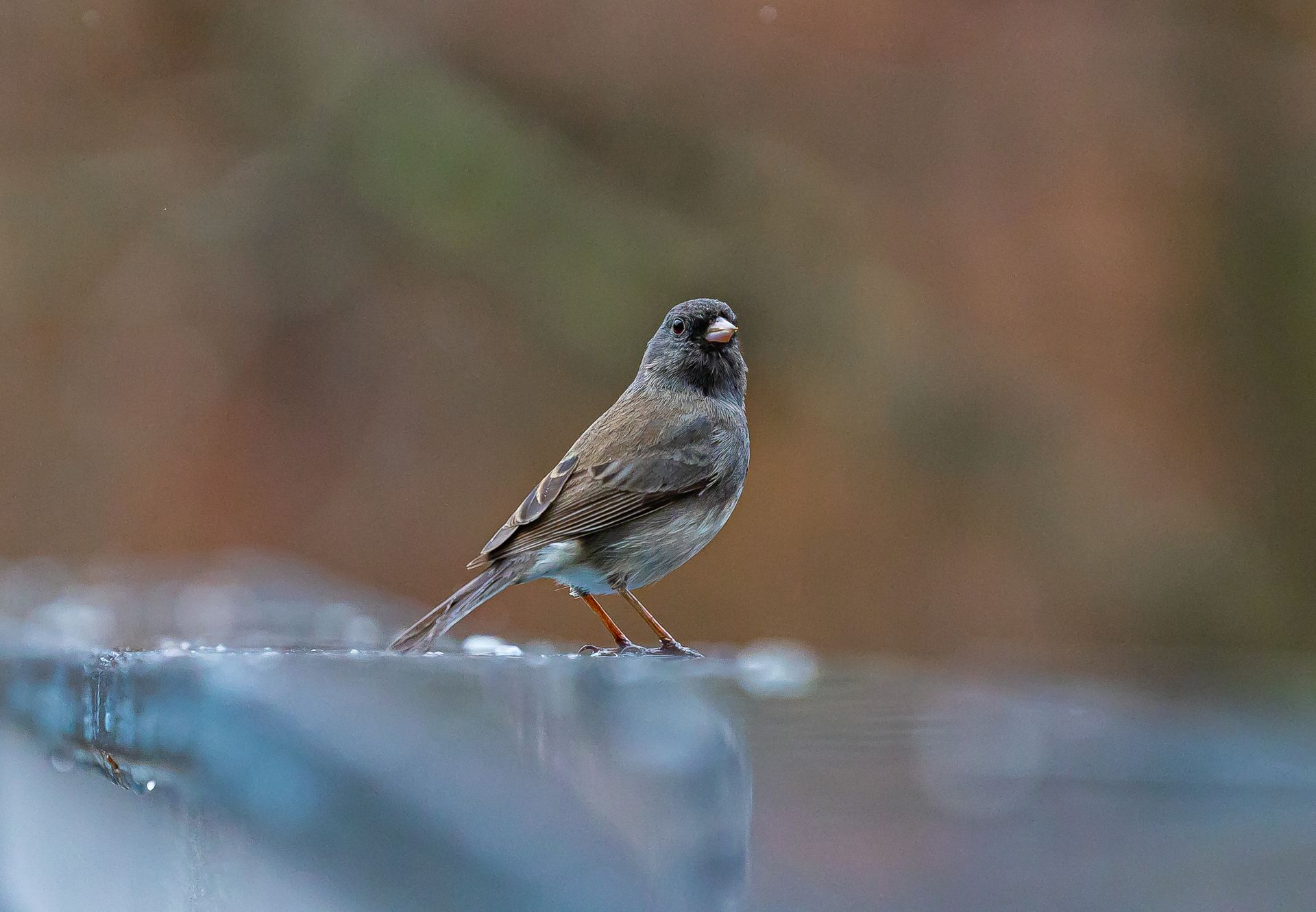 Close-up of a dark-eyed junco bird perched outdoors, showcasing wildlife in a serene environment.