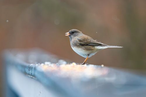 Free A dark-eyed junco bird perched on a railing with scattered seeds. Stock Photo