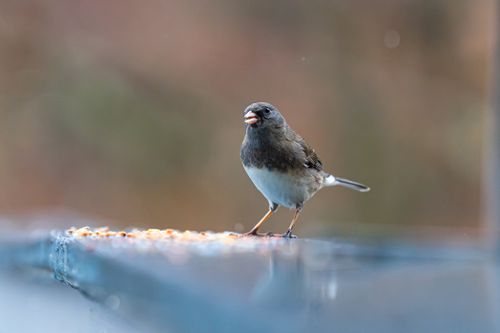 Free A dark-eyed junco perched on a ledge, captured in crisp detail. Ideal for bird and nature enthusiasts. Stock Photo