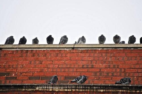 Free stock photo of pigeons Stock Photo