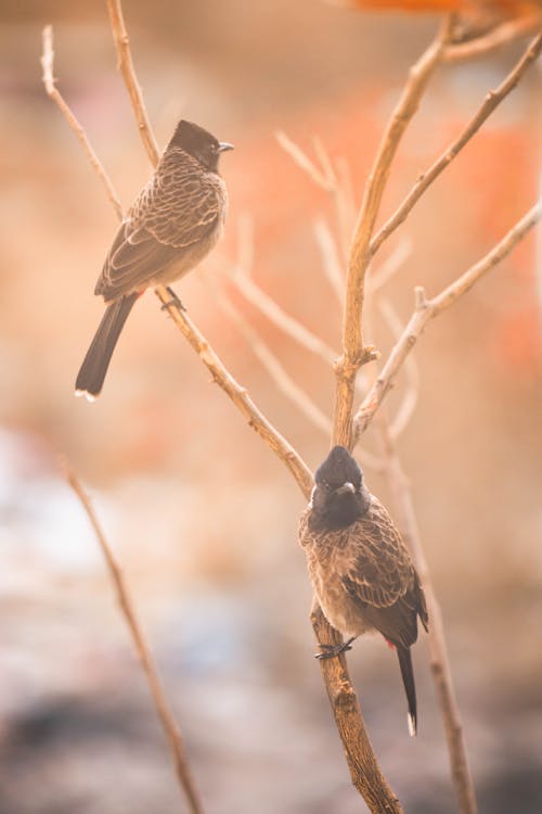 Two Brown Birds Perched on Branch