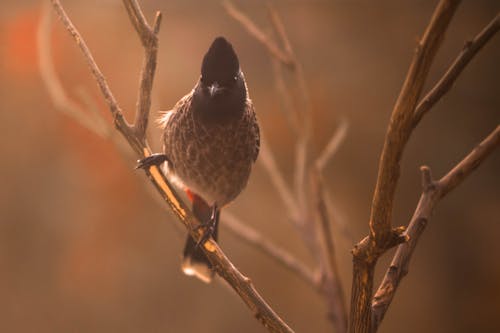Free Photography of Gray Bird Perching on Branch Stock Photo