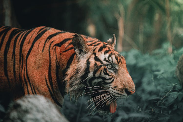 A Bengal Tiger