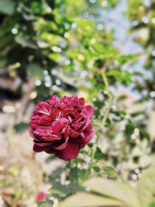 Immagine gratuita di fiore di cotone, fiori bellissimi, fotografia della natura