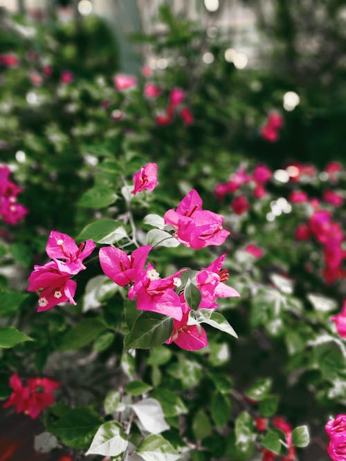 Immagine gratuita di carta da parati coriandoli, coriandoli, fiore di cotone