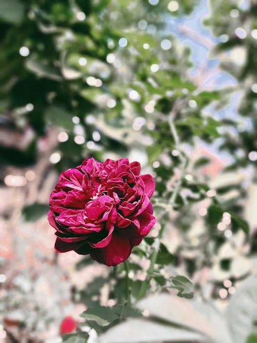 Immagine gratuita di fiore di cotone, fiori bellissimi, fotografia della natura