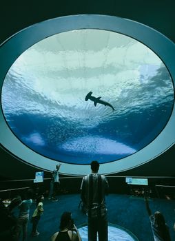 Tourists watch a shark swim above a large observation window at Miami Aquarium, Florida.