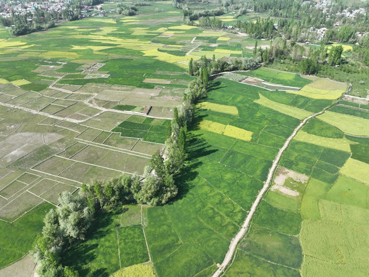 Aerial View Of Line Of Trees Separating Agric Fields