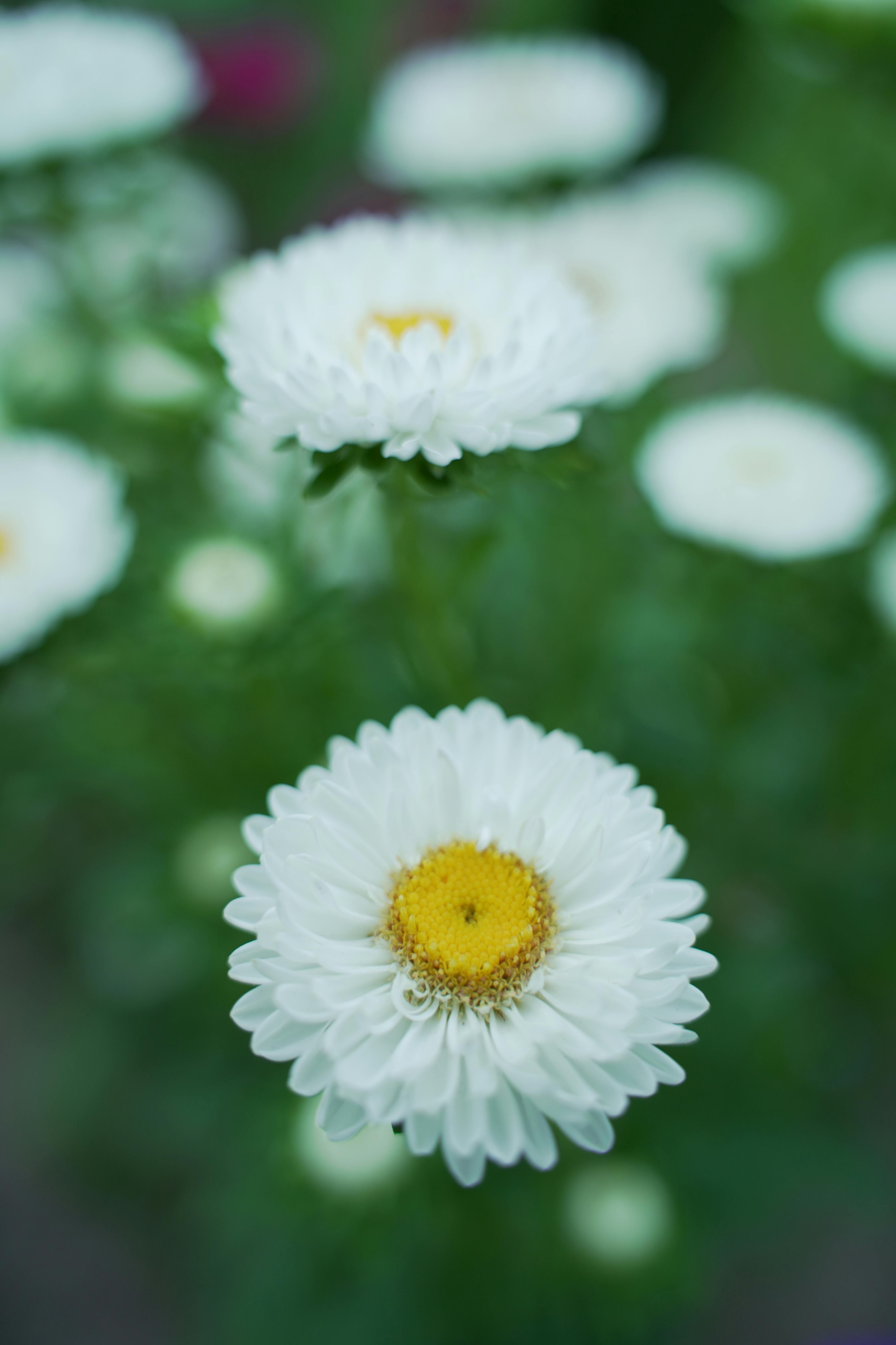 Common Daisy Blooming Head · Free Stock Photo