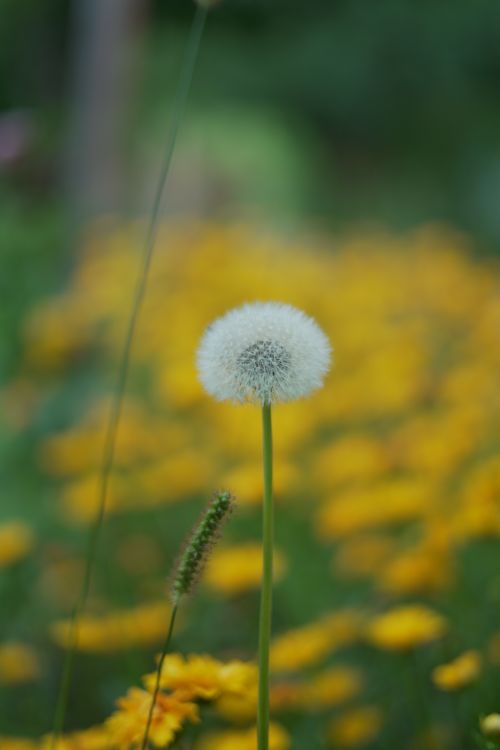 Free Ethereal dandelion puff in a meadow with bright yellow flowers, captured in spring. Stock Photo