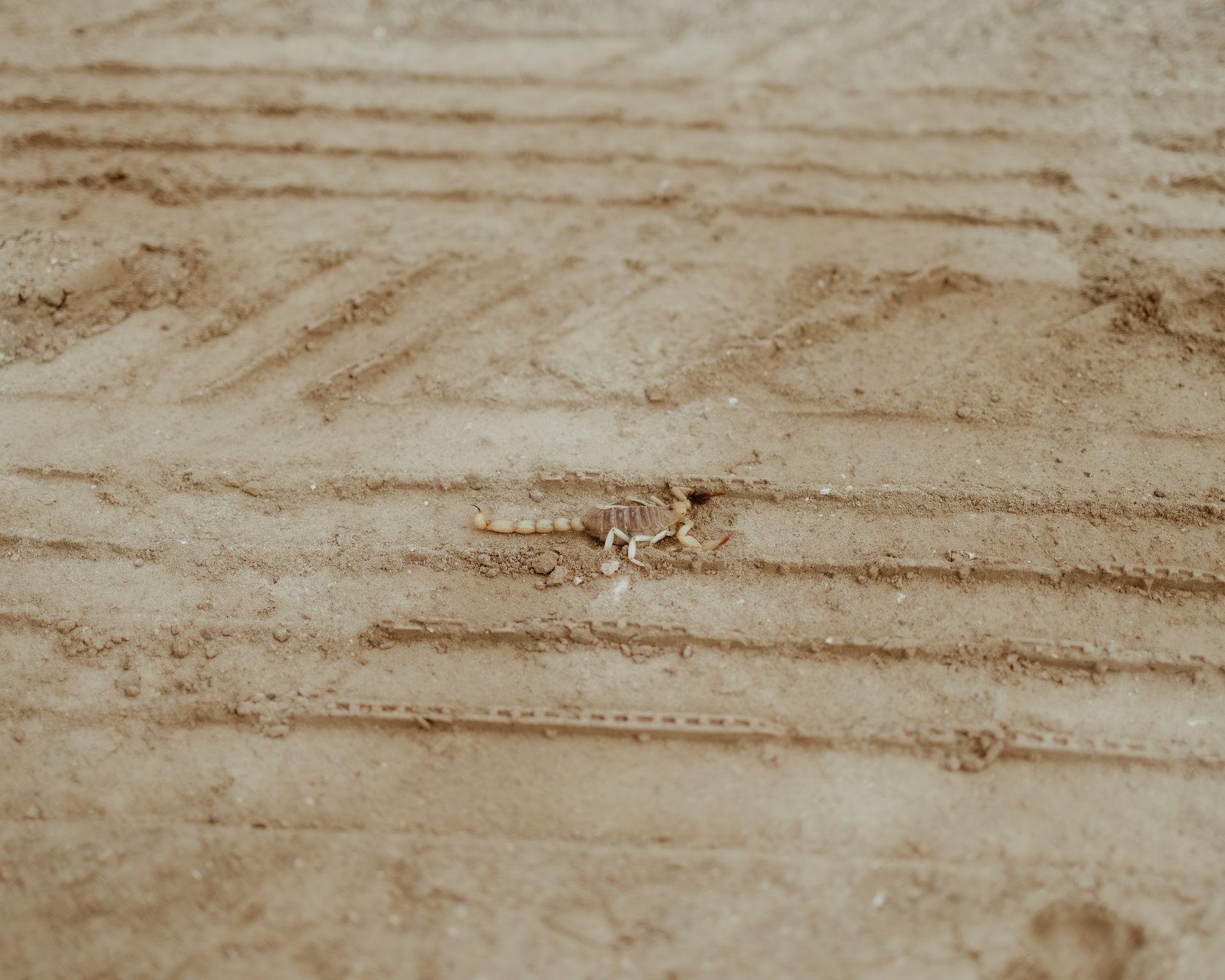High angle view of a scorpion on textured desert sand in Pichilinque, Mexico.