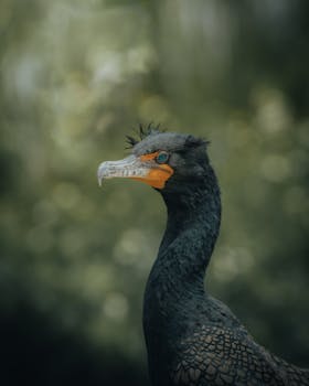 image.mefiz.com