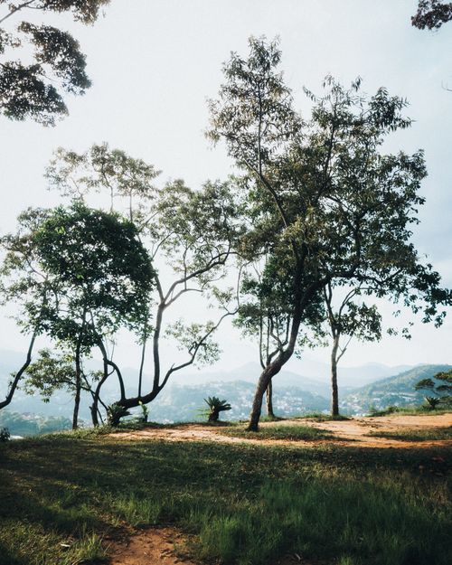 Free Tranquil outdoor scene featuring trees with distant hills under a clear sky. Stock Photo