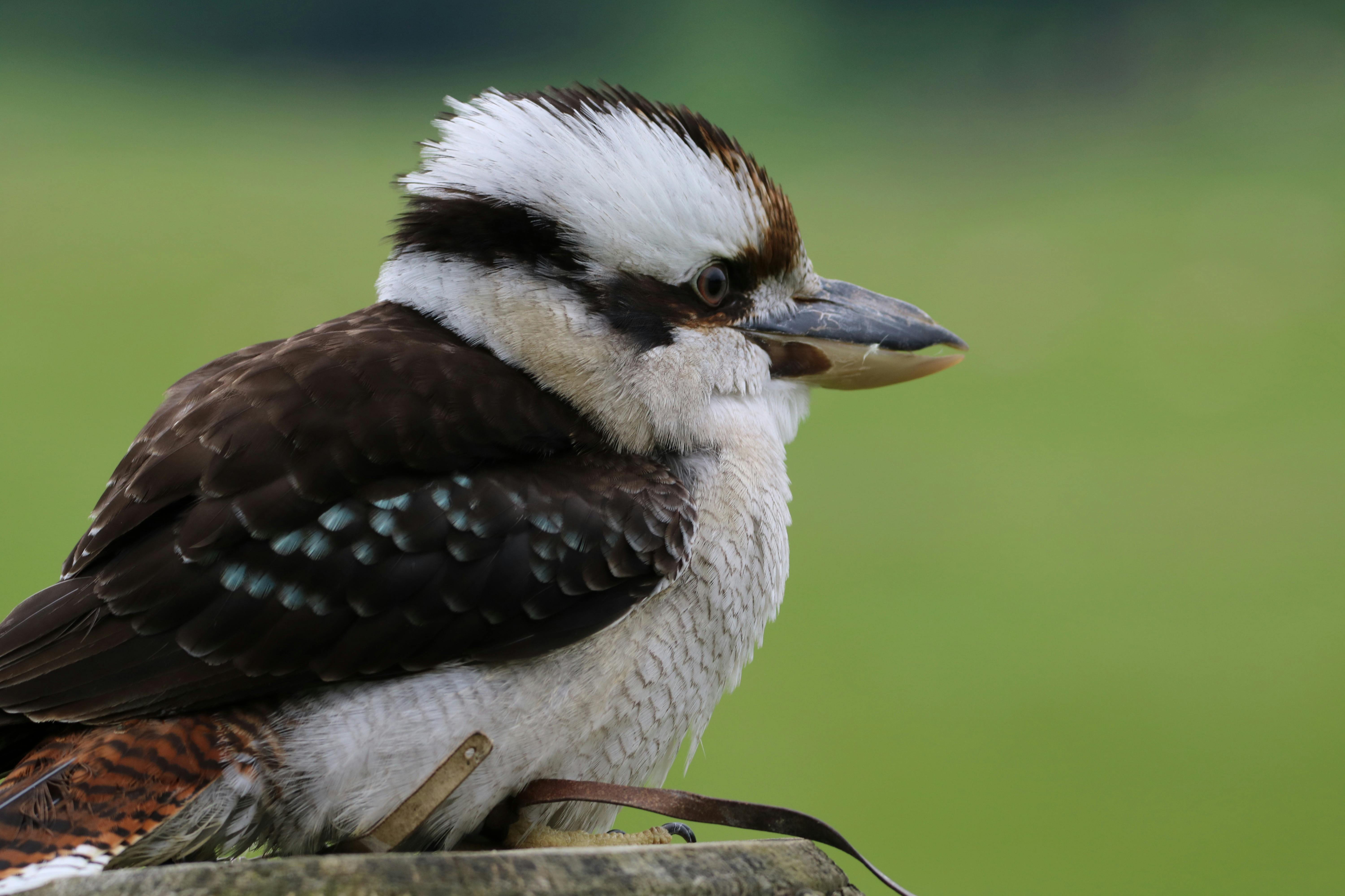 Foto Stok Gratis Tentang Bulu Burung Lucu Burung Pekakak