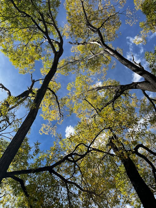 Directly Below Shot of Trees and Sky 