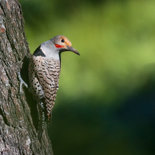 Close-up of a Bird Perching on the Tree Trunk 