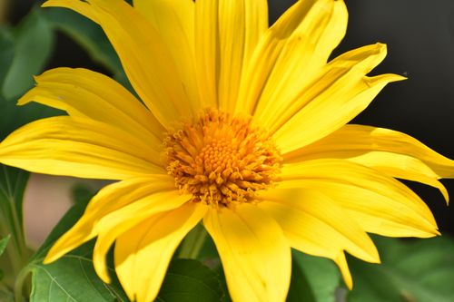 Free Close-up of a vibrant yellow flower, capturing the fresh beauty of nature with vivid petals. Stock Photo
