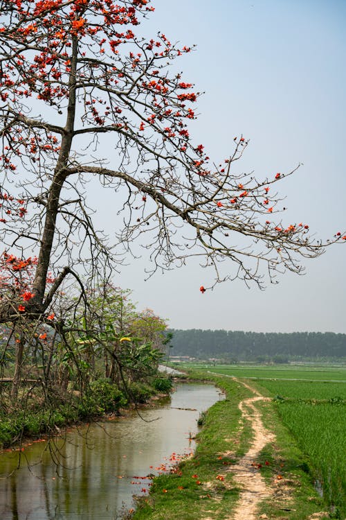 Red Blossoms on Tree by Stream