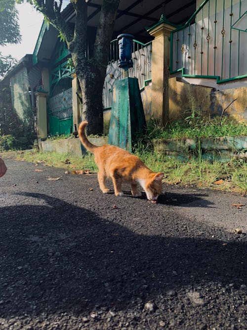 Gratis lagerfoto af katte elsker