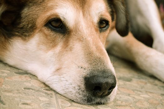 dog