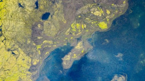 Free Aerial view showcasing vibrant patterns of algae in ocean waters, capturing nature's artistry from above. Stock Photo