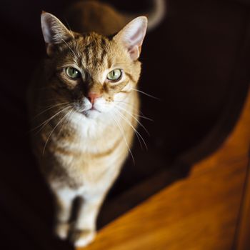 一只虎斑猫的特写镜头十分迷人，它有着绿宝石般的眼睛和细腻的皮毛