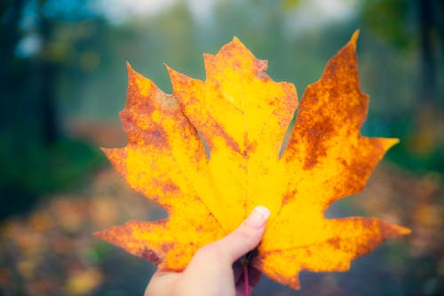 Free stock photo of autumn mood forest, beautiful, beauty in nature