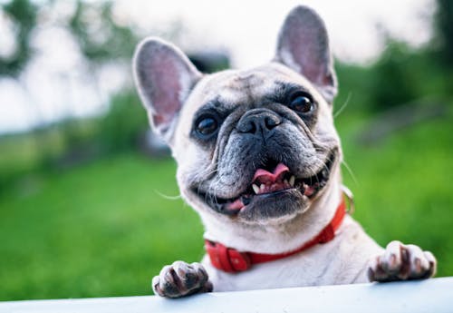 Dog looking over fence