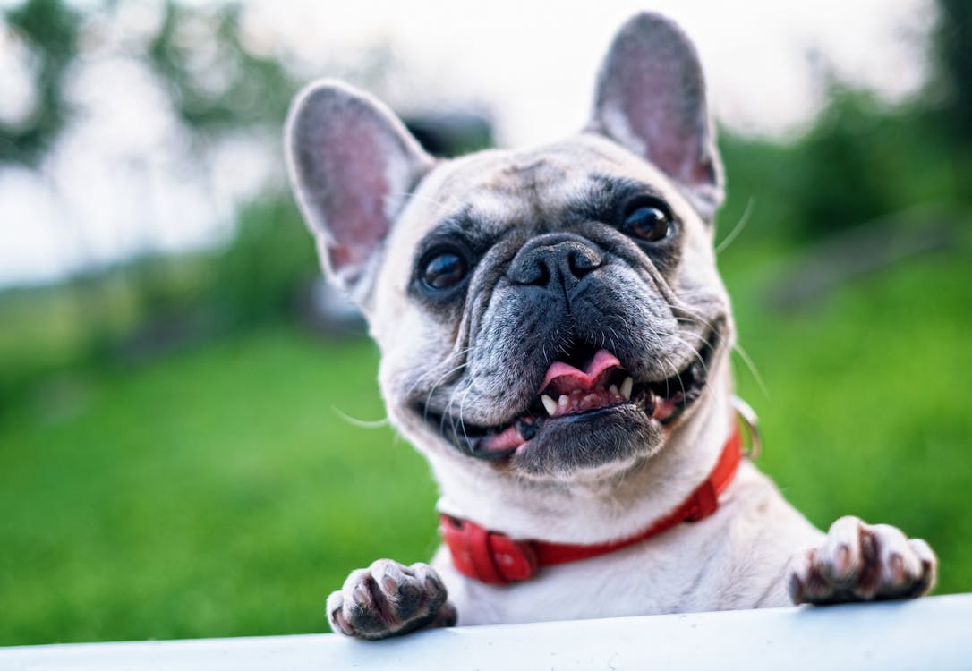 French bulldogs are great companions and are a highly trainable breed | The Best Community For You and Your Fur Babies