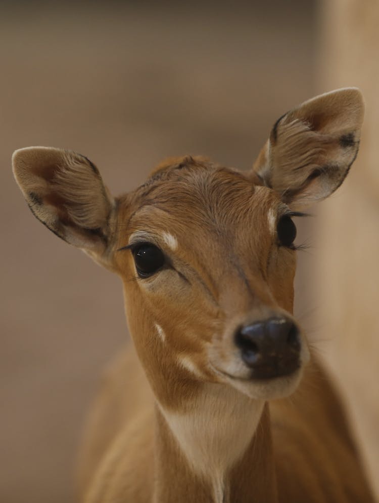 Close Up Of Deer Head