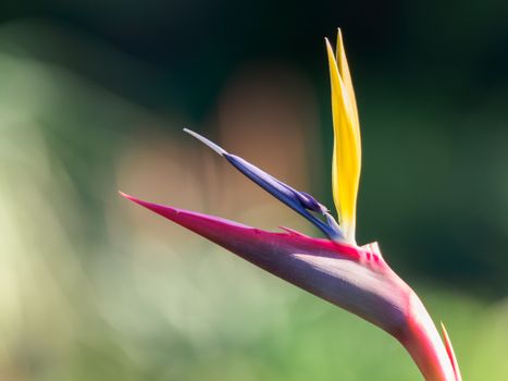 Bird of paradise tropical flower delivery Colombia