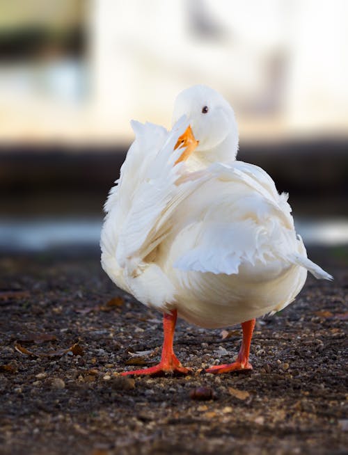 Fotobanka s bezplatnými fotkami na tému biela, čistenie sa, divočina