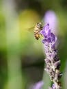 特写：春天花园里，一只蜜蜂正为一朵紫色薰衣草授粉