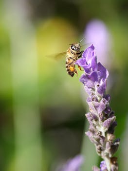 特写：春天花园里，一只蜜蜂正为一朵紫色薰衣草授粉