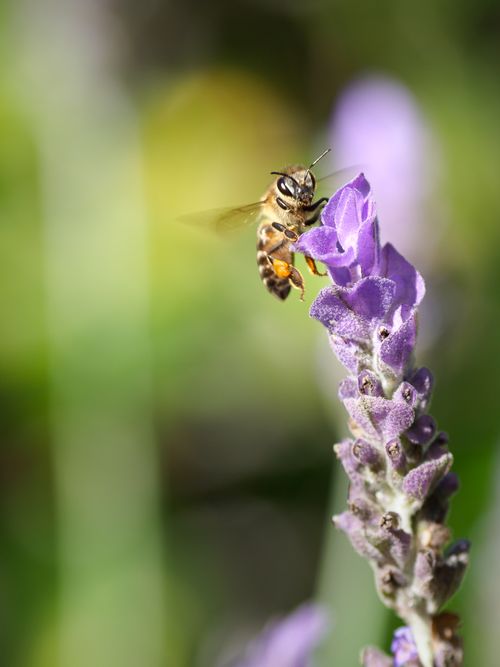 Free Close-up of a honey bee pollinating a purple lavender flower in the springtime garden. Stock Photo