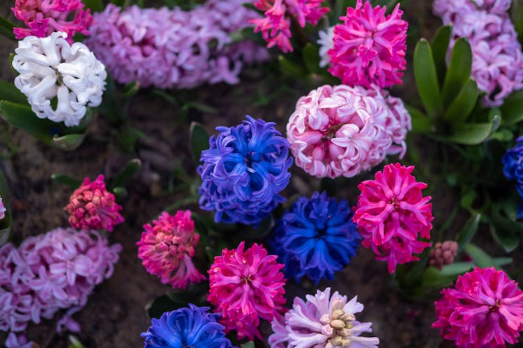 Close Up Of Colorful Flowers