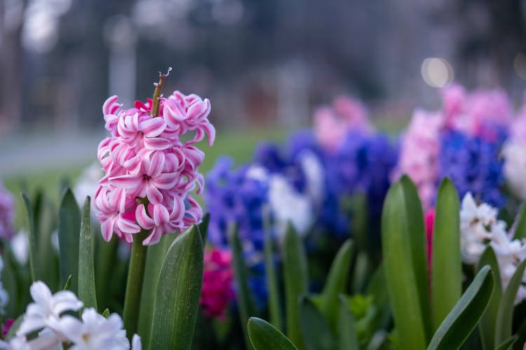 Close Up Of Colorful Flowers