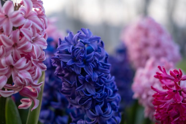 Close Up Of Colorful Flowers