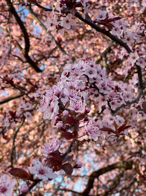 Close-up of Cherry Blossom 