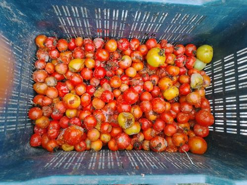 Free stock photo of best pic, cherry tomato, natural Stock Photo