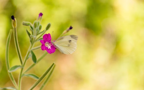 Butterfly On Top Of Pink Flower