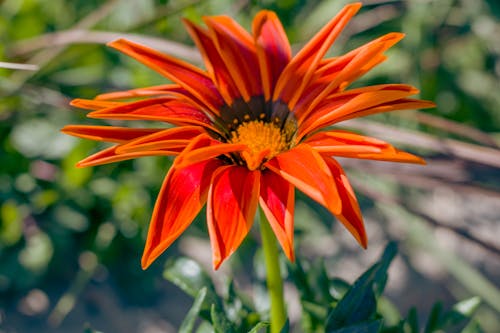 Fotos de stock gratuitas de enfoque selectivo, exótico, flor