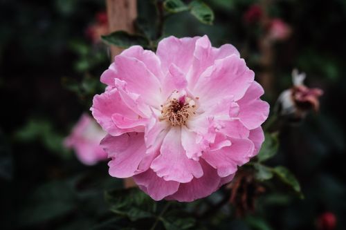 Free Beautiful close-up of a pink rose with sharp focus on petals and natural greenery. Stock Photo