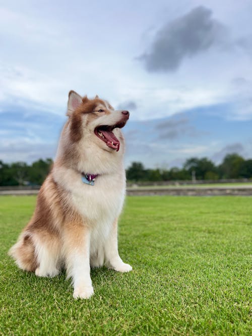 pomsky, 宠物狗, 毛茸茸的 的 免费素材图片