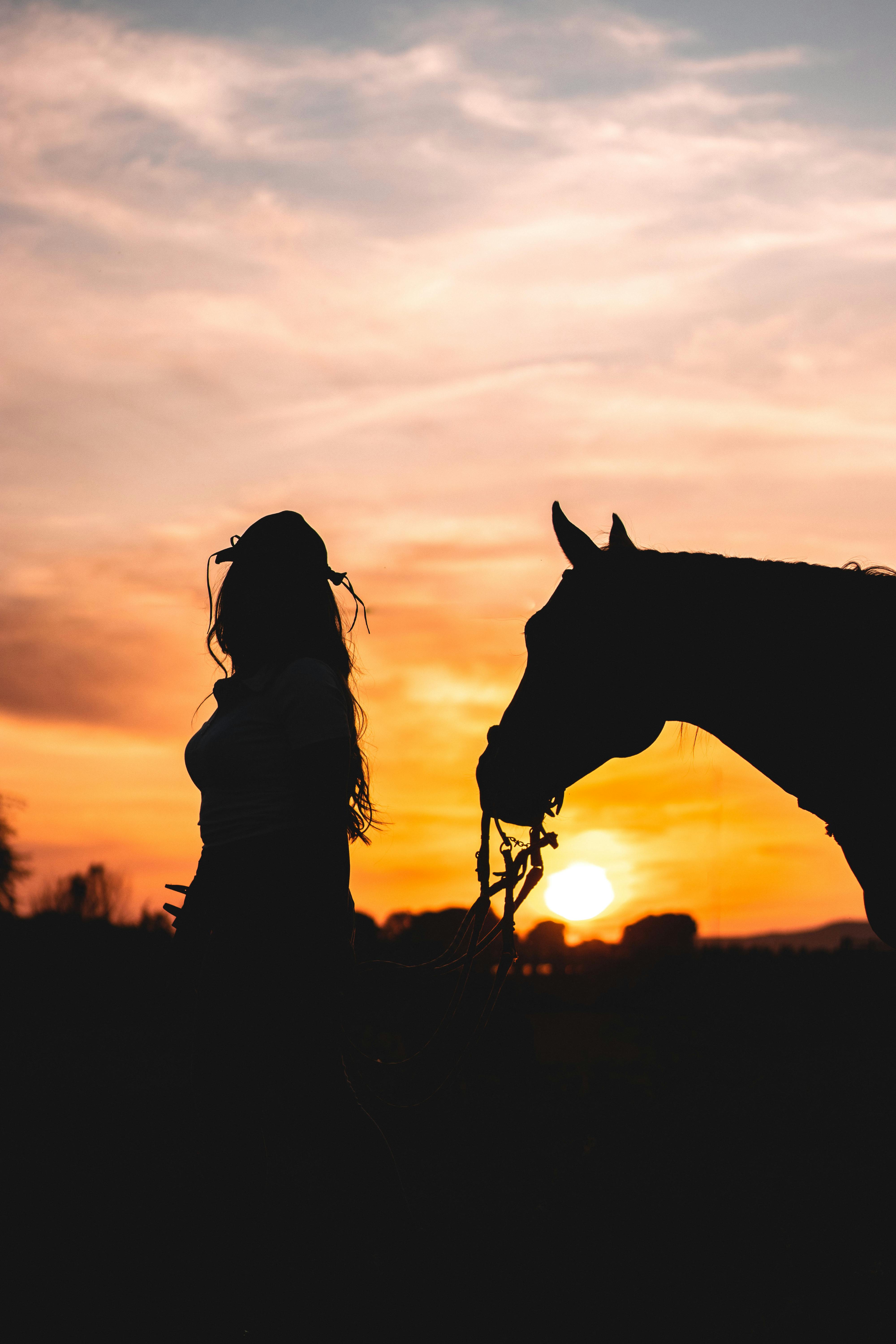 Horse Silhouette Sunset