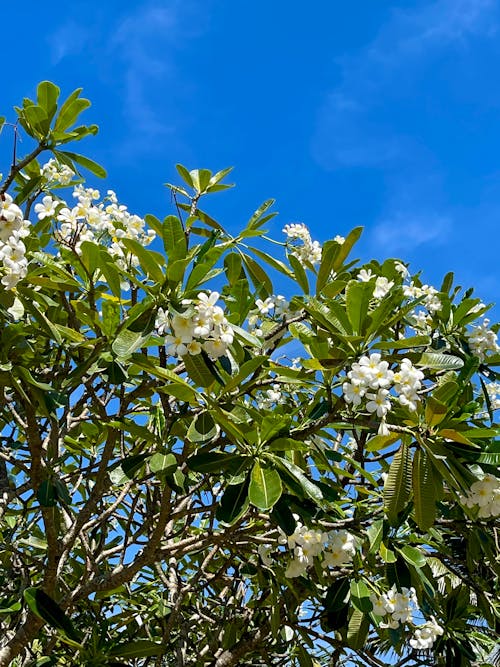 Gratis lagerfoto af Frangipani, hvid frangipani, hvide blomster
