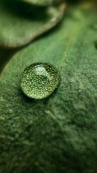 A detailed macro shot highlighting a dew drop resting on a textured green leaf, showcasing nature's beauty.