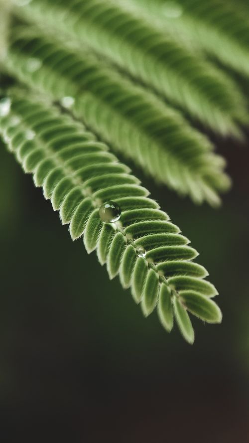 Free Detailed close-up image of dew drops on green acacia leaf, showcasing nature's beauty. Stock Photo