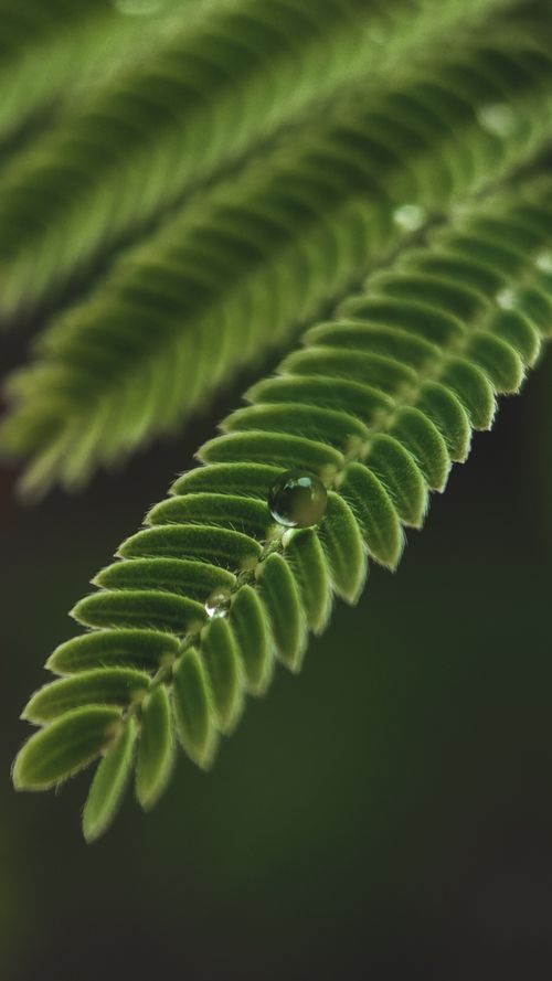 Free Detailed close-up of a fresh green leaf with a raindrop highlighting nature's beauty. Stock Photo