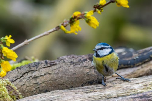 Kostenloses Stock Foto zu bird, eurasischen blauen tit, klein